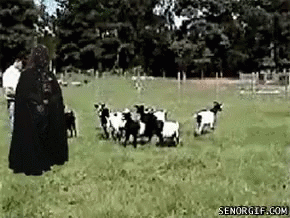 A Man In A Black Cape Is Standing In A Field With A Herd Of Goats GIF