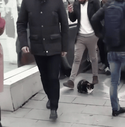 A Man In A Black Jacket Is Walking With A Cat On The Ground GIF