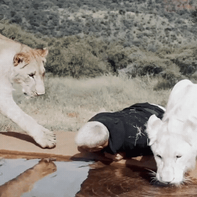 A Man In A Black Shirt Is Drinking Water From A Pond While A Lion Looks On GIF
