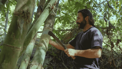 A Man In A Blue Shirt Is Cutting A Tree GIF