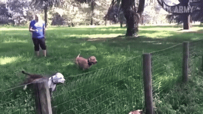 A Man In A Blue Shirt Stands In A Grassy Field With Two Dogs And A Sign That Says Army GIF