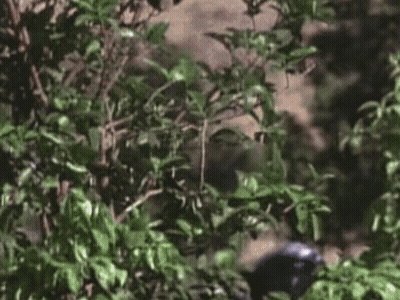 A Man In A Mask Is Standing In The Woods . GIF