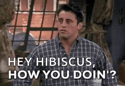 A Man In A Plaid Shirt Is Saying `` Hey Hibiscus , How You Doin '? '' . GIF