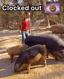 A Man In A Red Tank Top Stands In Front Of A Herd Of Pigs With The Words " Clocked Out " Above Them GIF