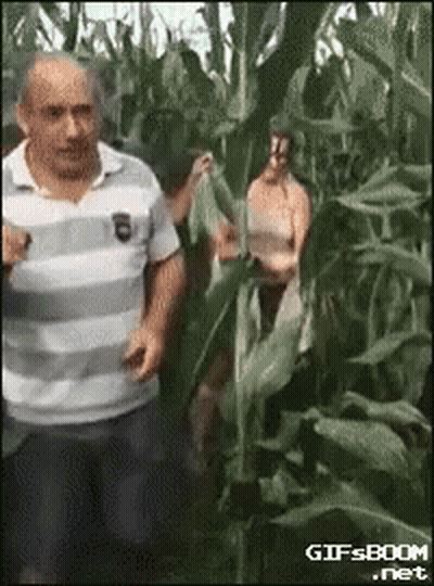 A Man In A Striped Shirt Stands In A Corn Field GIF