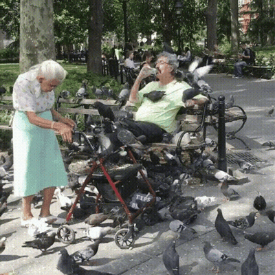 A Man In A Wheelchair Is Surrounded By Pigeons And A Woman Feeding Him GIF