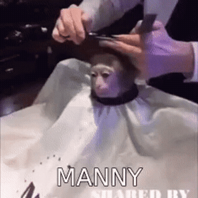 A Man Is Cutting A Monkey 'S Hair With A Pair Of Scissors .. GIF