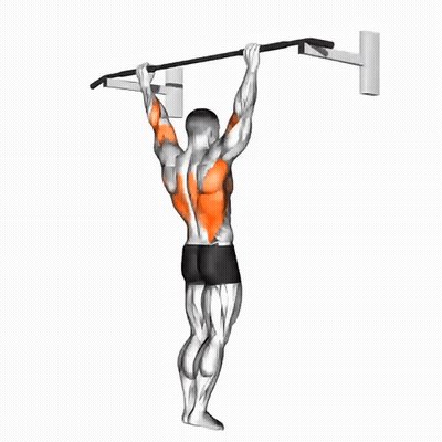 A Man Is Doing A Pull Up On A Bar With Muscles Highlighted In Orange GIF