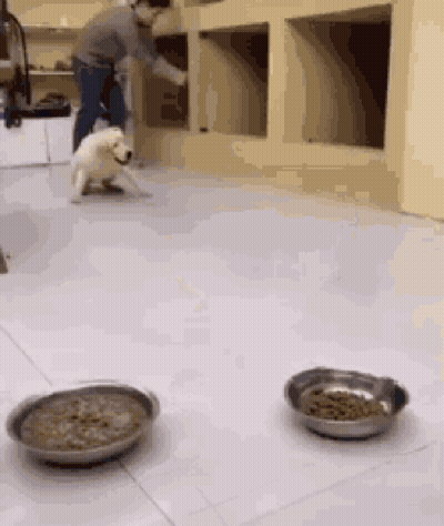 A Man Is Feeding A Dog In A Room With Two Bowls Of Food GIF