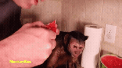 A Man Is Feeding A Monkey A Slice Of Watermelon On A Counter . GIF