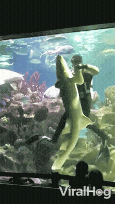 A Man Is Feeding A Shark In An Aquarium With The Words Viralhog Visible GIF