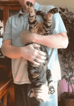 A Man Is Holding A Cat Upside Down On His Chest GIF