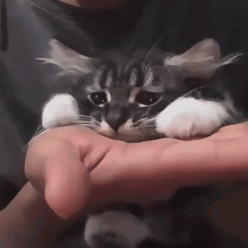 A Man Is Holding A Gray And White Cat In His Hands . GIF