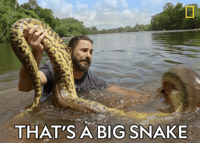 A Man Is Holding A Large Snake In A River And The Caption Says That 'S A Big Snake GIF
