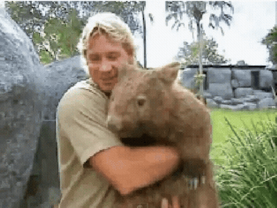 A Man Is Holding A Large Wombat In His Arms GIF