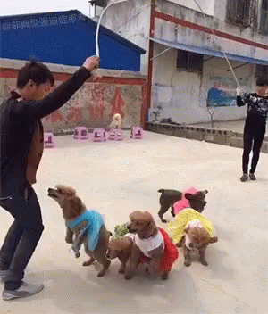 A Man Is Holding A Rope In Front Of A Group Of Dogs Dressed In Costumes GIF