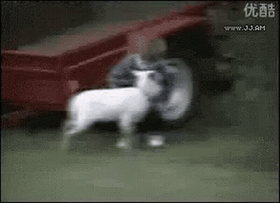 A Man Is Holding A Sheep In His Arms In Front Of A Red Truck . GIF