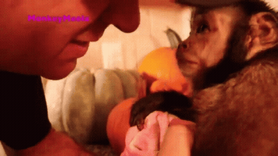 A Man Is Holding A Small Monkey In His Arms And The Monkey Is Wearing A Pink Shirt GIF