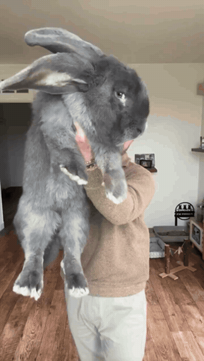 A Man Is Holding A Very Large Rabbit GIF