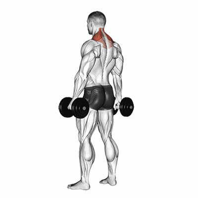 A Man Is Holding Two Dumbbells In His Hands While Standing . GIF