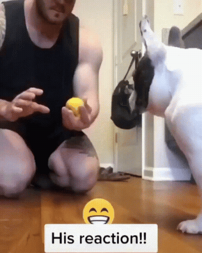 A Man Is Kneeling Down Next To A Dog With A Yellow Smiley Face That Says His Reaction !! GIF