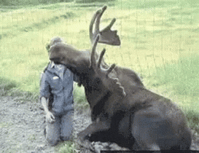 A Man Is Kneeling Down Next To A Large Moose With Antlers . GIF