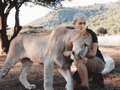 A Man Is Kneeling Down Next To A Lion In A Field GIF