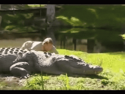 A Man Is Laying On Top Of A Large Alligator . GIF