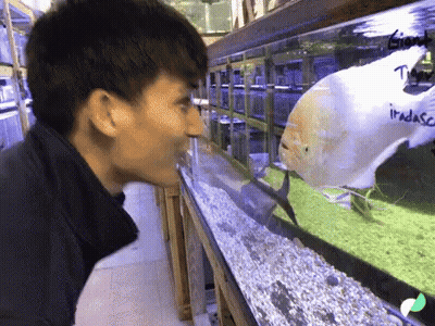 A Man Is Looking At A Fish Tank With The Word Iradaso Written On It GIF