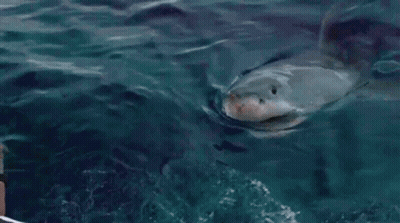 A Man Is Looking At A Large Shark In The Ocean . GIF