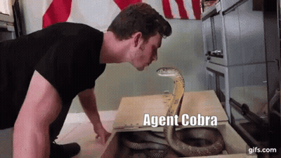 A Man Is Looking At A Snake In A Box With The Words Agent Cobra Written On The Bottom GIF