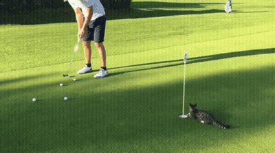 A Man Is Putting Golf Balls On A Green While A Cat Sits On The Green GIF