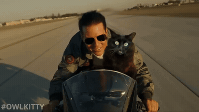 A Man Is Riding A Motorcycle With A Black Cat On His Back And The Hashtag #Owlkitty GIF