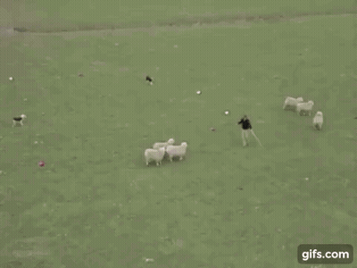 A Man Is Riding A Sheep In A Field While Holding A Rope . GIF