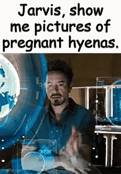 A Man Is Sitting In Front Of A Screen That Says Jarvis Show Me Pictures Of Pregnant Hyenas GIF