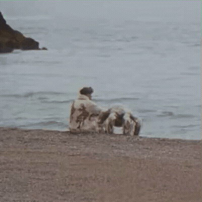 A Man Is Sitting On The Beach With A Dog Looking At The Ocean . GIF
