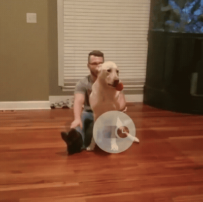 A Man Is Sitting On The Floor With A Dog Wearing A Cone GIF