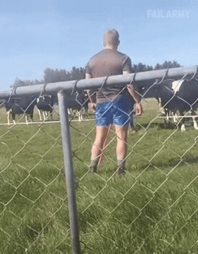 A Man Is Standing Behind A Chain Link Fence Looking At Cows In A Field . GIF