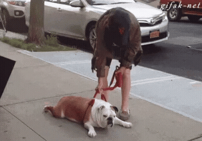 A Man Is Standing Next To A Bulldog On A Leash . GIF