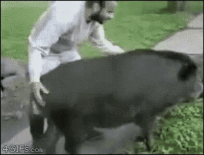A Man Is Standing Next To A Large Black Pig That Is Walking On The Grass . GIF