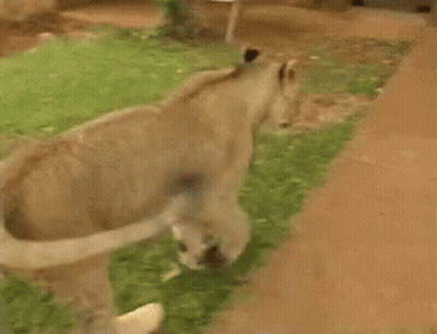 A Man Is Standing Next To A Lion And A Bag GIF