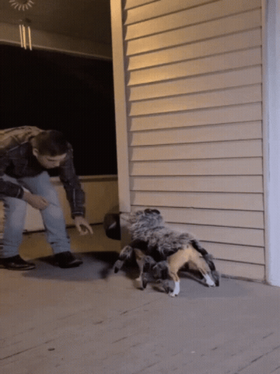 A Man Is Standing Next To A Stuffed Spider GIF