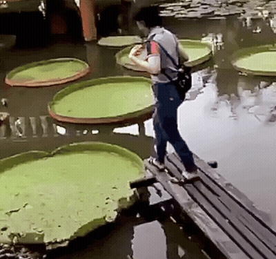 A Man Is Standing On A Wooden Bridge Over A Pond With Giant Lily Pads In The Water GIF
