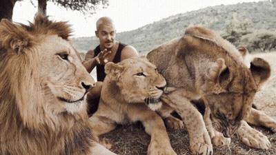 A Man Is Surrounded By Three Lions Including A Lioness GIF