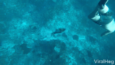 A Man Is Swimming In The Ocean With A Fish And The Words Viralhog Below Him GIF