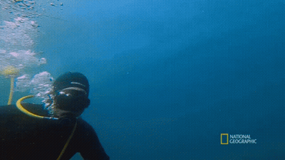 A Man Is Swimming In The Ocean With The Words National Geographic Behind Him GIF