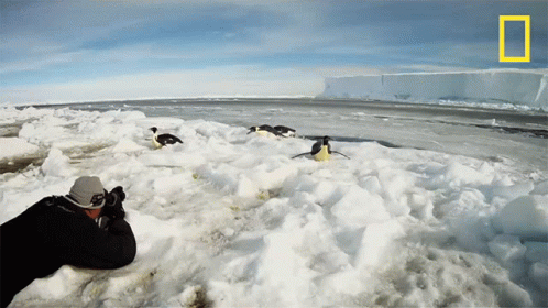 A Man Is Taking A Picture Of Penguins In The Snow With A National Geographic Logo In The Background GIF