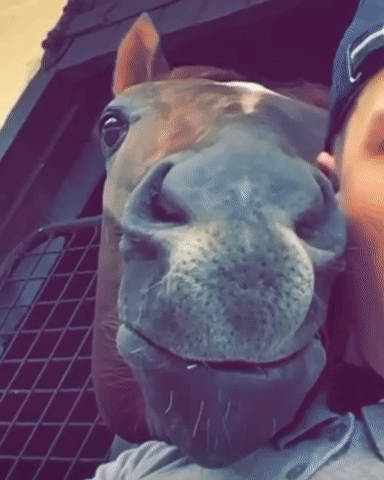 A Man Is Taking A Selfie With A Horse 'S Head On His Face GIF
