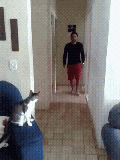 A Man Is Walking Down A Hallway With A Cat Sitting On A Couch GIF