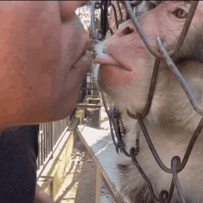 A Man Kisses A Monkey That Is Behind A Fence GIF